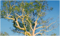 A Melaleuca tree